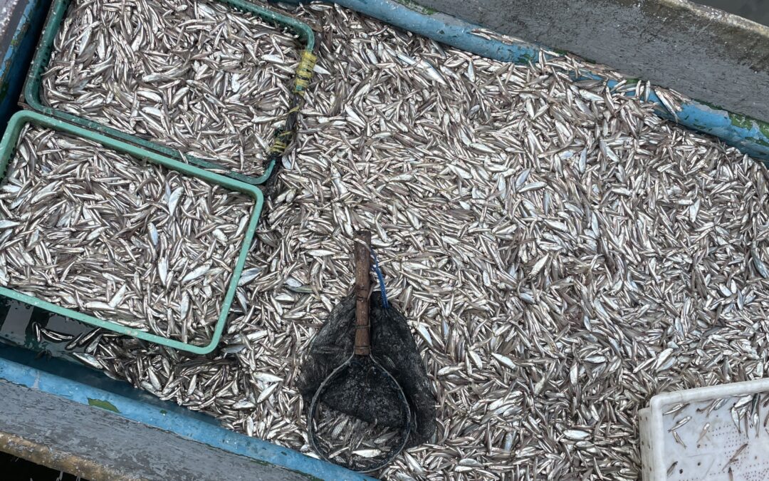 Senegal Small Pelagics Fishery
