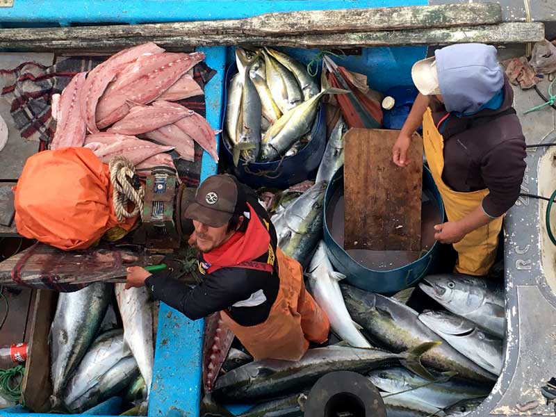 Juan Fernandez Islands Demersal Fisheries